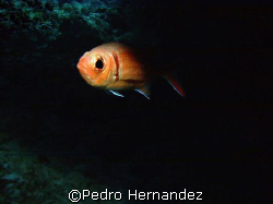 Blackbar Soldierfish,Palmas del mar Humacao, Puerto Rico,... by Pedro Hernandez 